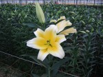 [Manisa 16-18 040207.JPG]